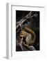 Fox Squirrel Feeding-W. Perry Conway-Framed Photographic Print