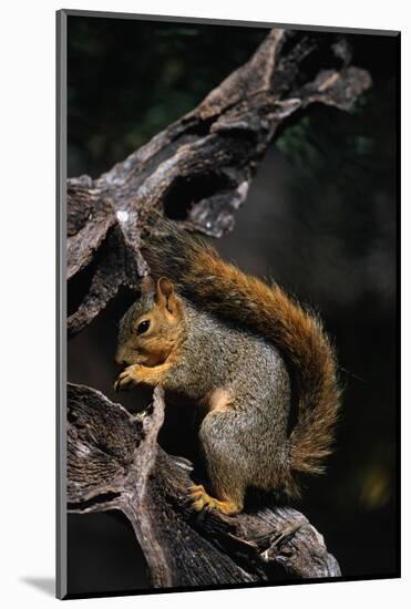 Fox Squirrel Feeding-W. Perry Conway-Mounted Photographic Print