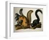 Fox Squirrel, from Quadrupeds of America, 1845-John James Audubon-Framed Giclee Print