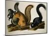 Fox Squirrel, from Quadrupeds of America, 1845-John James Audubon-Mounted Giclee Print