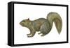 Fox Squirrel (Sciurus Niger), Mammals-Encyclopaedia Britannica-Framed Stretched Canvas