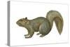 Fox Squirrel (Sciurus Niger), Mammals-Encyclopaedia Britannica-Stretched Canvas