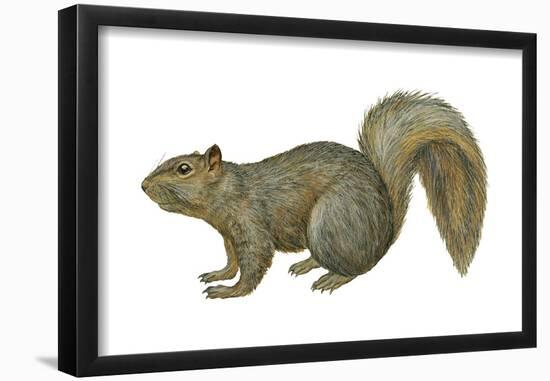 Fox Squirrel (Sciurus Niger), Mammals-Encyclopaedia Britannica-Framed Poster