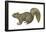 Fox Squirrel (Sciurus Niger), Mammals-Encyclopaedia Britannica-Framed Poster