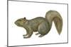 Fox Squirrel (Sciurus Niger), Mammals-Encyclopaedia Britannica-Mounted Poster