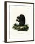 Fox Squirrel-null-Framed Giclee Print