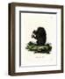 Fox Squirrel-null-Framed Premium Giclee Print