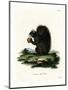 Fox Squirrel-null-Mounted Premium Giclee Print