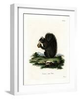 Fox Squirrel-null-Framed Giclee Print