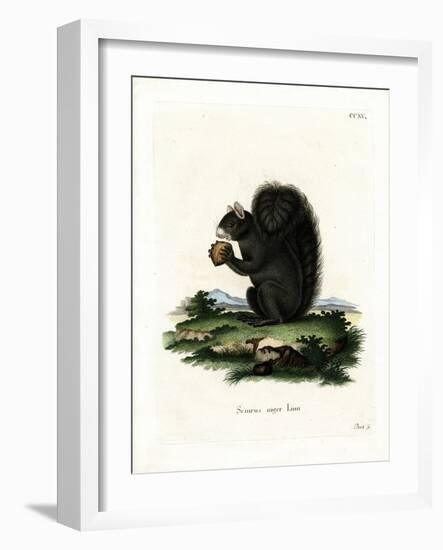 Fox Squirrel-null-Framed Giclee Print