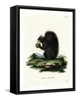 Fox Squirrel-null-Framed Stretched Canvas