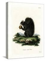 Fox Squirrel-null-Stretched Canvas