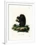 Fox Squirrel-null-Framed Giclee Print