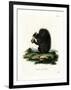 Fox Squirrel-null-Framed Giclee Print