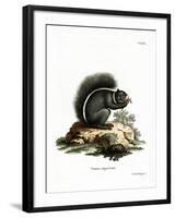 Fox Squirrel-null-Framed Giclee Print