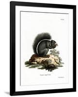 Fox Squirrel-null-Framed Giclee Print