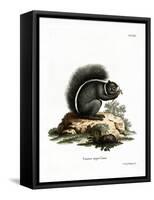 Fox Squirrel-null-Framed Stretched Canvas