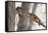 Fox Squirrels on Tree Branch-W. Perry Conway-Framed Stretched Canvas