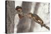 Fox Squirrels on Tree Branch-W. Perry Conway-Stretched Canvas