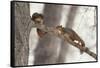 Fox Squirrels on Tree Branch-W. Perry Conway-Framed Stretched Canvas