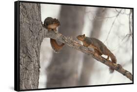 Fox Squirrels on Tree Branch-W. Perry Conway-Framed Stretched Canvas