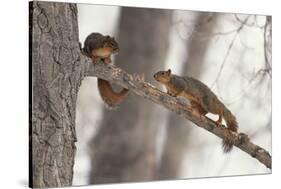 Fox Squirrels on Tree Branch-W. Perry Conway-Stretched Canvas