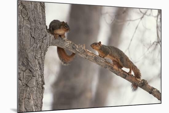 Fox Squirrels on Tree Branch-W. Perry Conway-Mounted Photographic Print