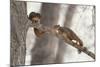 Fox Squirrels on Tree Branch-W. Perry Conway-Mounted Photographic Print
