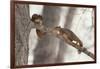 Fox Squirrels on Tree Branch-W. Perry Conway-Framed Photographic Print