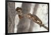 Fox Squirrels on Tree Branch-W. Perry Conway-Framed Photographic Print