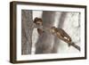 Fox Squirrels on Tree Branch-W. Perry Conway-Framed Photographic Print