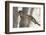 Fox Squirrels on Tree Branch-W. Perry Conway-Framed Photographic Print