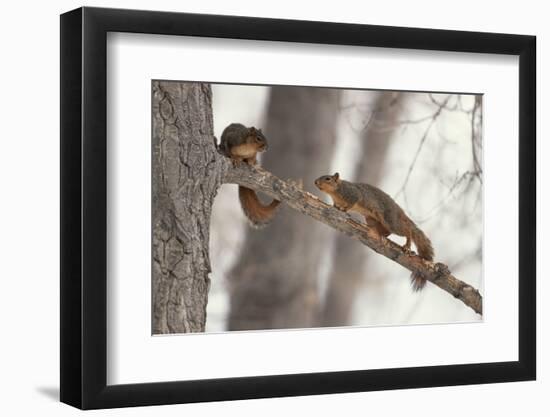 Fox Squirrels on Tree Branch-W. Perry Conway-Framed Photographic Print