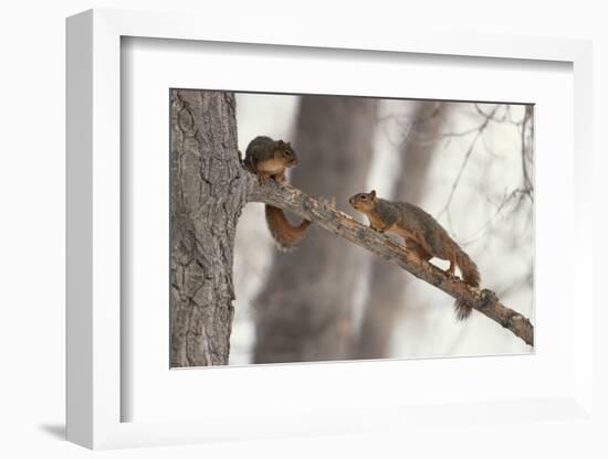 Fox Squirrels on Tree Branch-W. Perry Conway-Framed Photographic Print