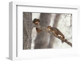 Fox Squirrels on Tree Branch-W. Perry Conway-Framed Photographic Print