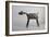 Fox Terrier, 2004-Lawrie Simonson-Framed Giclee Print