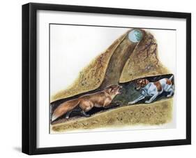 Fox Terrier (Canis Lupus Familiaris) Discovering Red Fox (Vulpes Vulpes) in Den-null-Framed Giclee Print