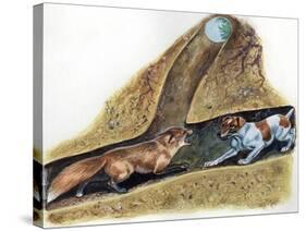 Fox Terrier (Canis Lupus Familiaris) Discovering Red Fox (Vulpes Vulpes) in Den-null-Stretched Canvas