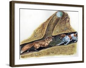 Fox Terrier (Canis Lupus Familiaris) Discovering Red Fox (Vulpes Vulpes) in Den-null-Framed Giclee Print