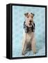 Fox Terrier with Headphones-null-Framed Stretched Canvas