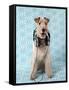 Fox Terrier with Headphones-null-Framed Stretched Canvas