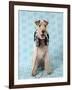 Fox Terrier with Headphones-null-Framed Premium Photographic Print