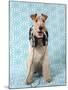 Fox Terrier with Headphones-null-Mounted Premium Photographic Print