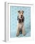 Fox Terrier with Headphones-null-Framed Photographic Print