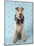 Fox Terrier with Headphones-null-Mounted Photographic Print