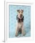 Fox Terrier with Headphones-null-Framed Photographic Print