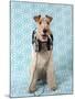 Fox Terrier with Headphones-null-Mounted Photographic Print