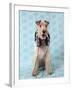 Fox Terrier with Headphones-null-Framed Photographic Print