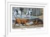 Fox Terrier-Louis Agassiz Fuertes-Framed Art Print