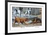 Fox Terrier-Louis Agassiz Fuertes-Framed Art Print